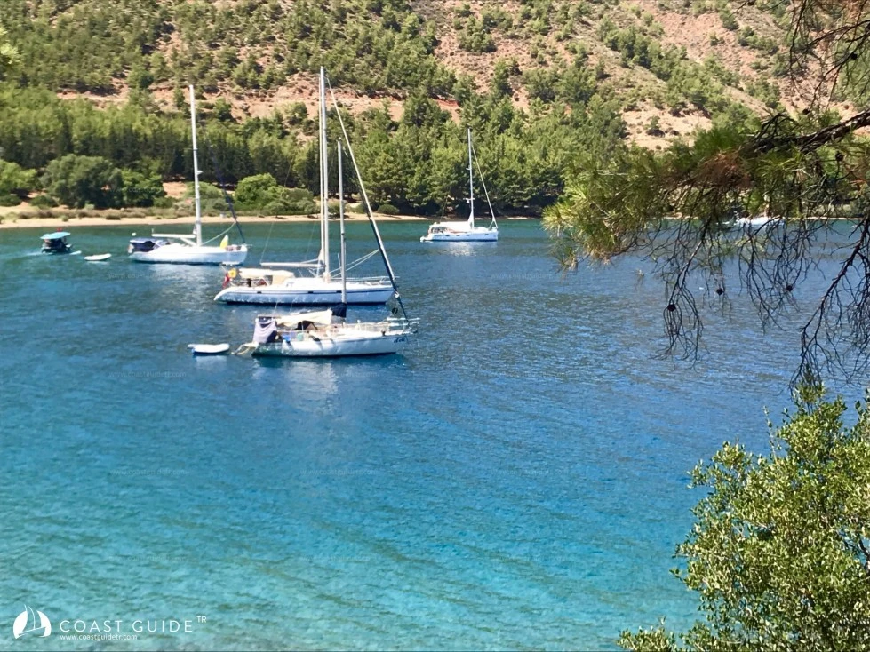 Killebükü - Fotoğraf 3