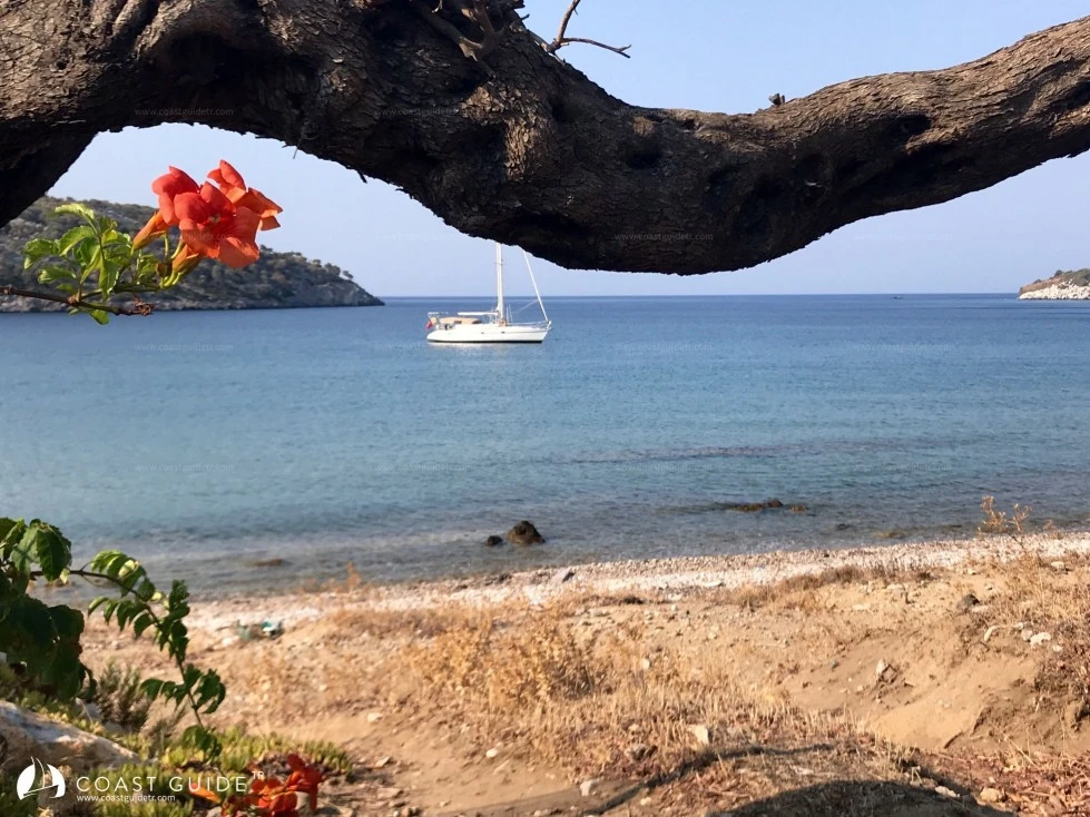 Sarı Liman - Fotoğraf 2