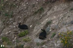 Çıplak Ada photo 5