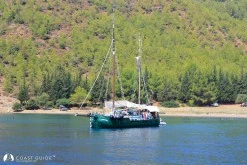 Killebükü photo 9
