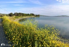 Paşalimanı Adası photo 14