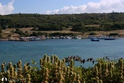 Demircili Limanı photo 2