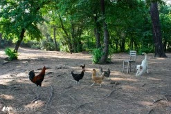 Büyük Çatı Koyu photo 10