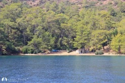 Killebükü photo 11