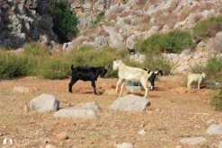 Arap Island photo 6