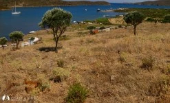 Eğri Port photo 6