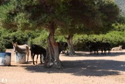 Karaada photo 7