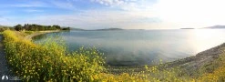 Paşalimanı Adası photo 16