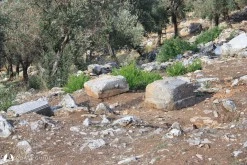 Amos(Asarcık) Koyu photo 9