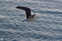 Kuzu Limanı(Gökçeada) photo 10