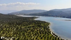 Bademli photo 19