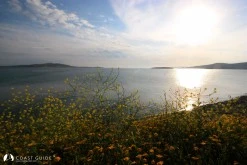 Paşalimanı Adası photo 7