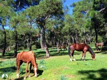 Heybeliada photo 7